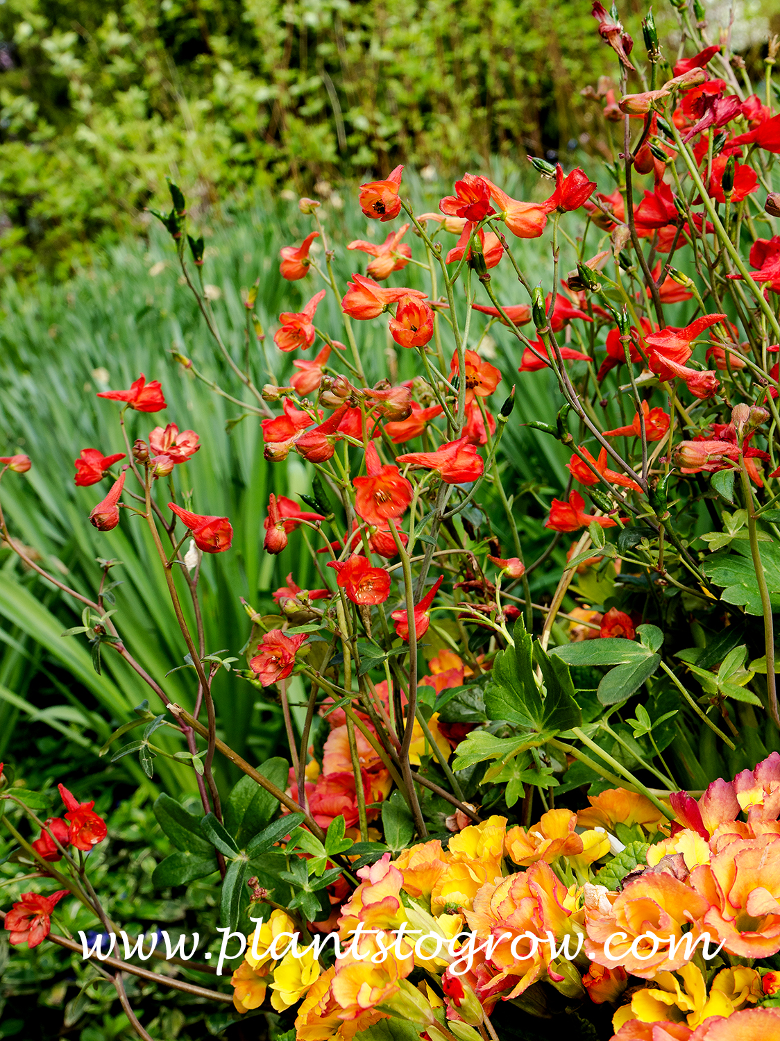 Red Larkspur ( Delphinium nudicaule)